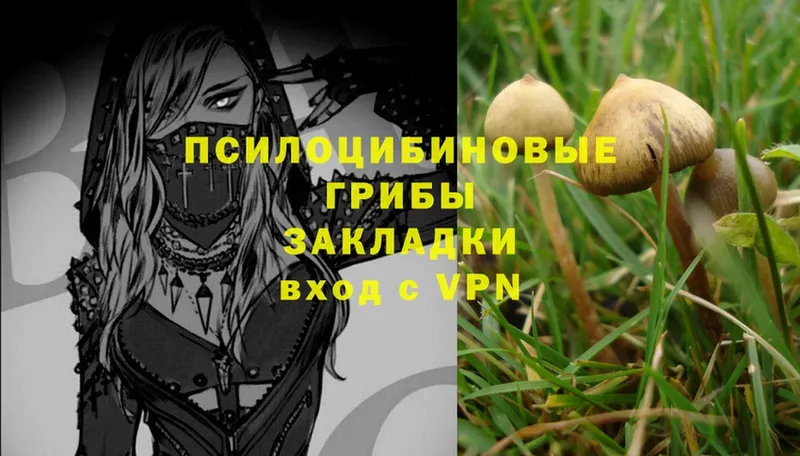 наркотики  Североморск  Псилоцибиновые грибы Psilocybe 